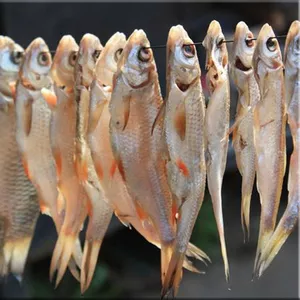 Сушеная,  вяленая рыба (таранька) собственного производства оптом и в р