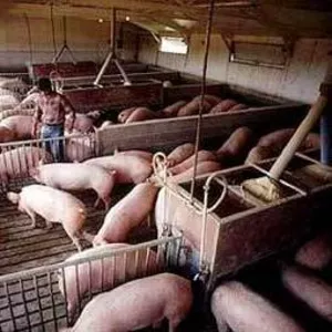 Срочно требуются работники на свинофермы. Польша