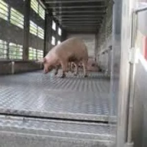 Надаемо послуги з перевезення свиней спецтранспортом