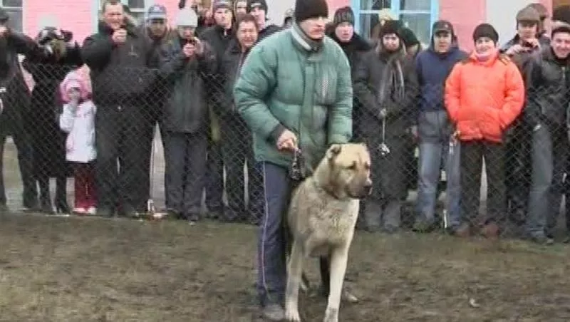 Продам щенков среднеазиатской овчарки (алабай,  туркменский волкодав) 3