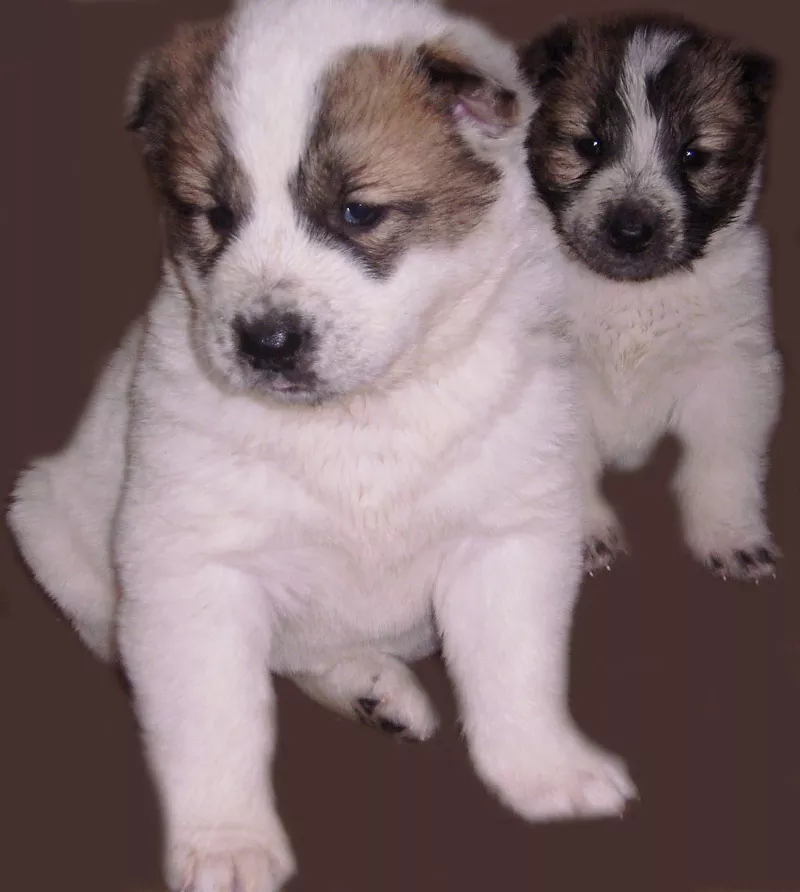 Продам щенков туркменского алабая