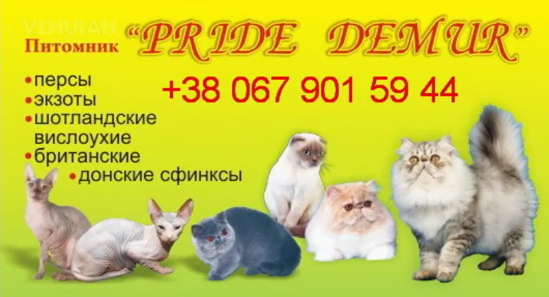 Питомник кошек *PRIDE DEMUR* в Хмельницком