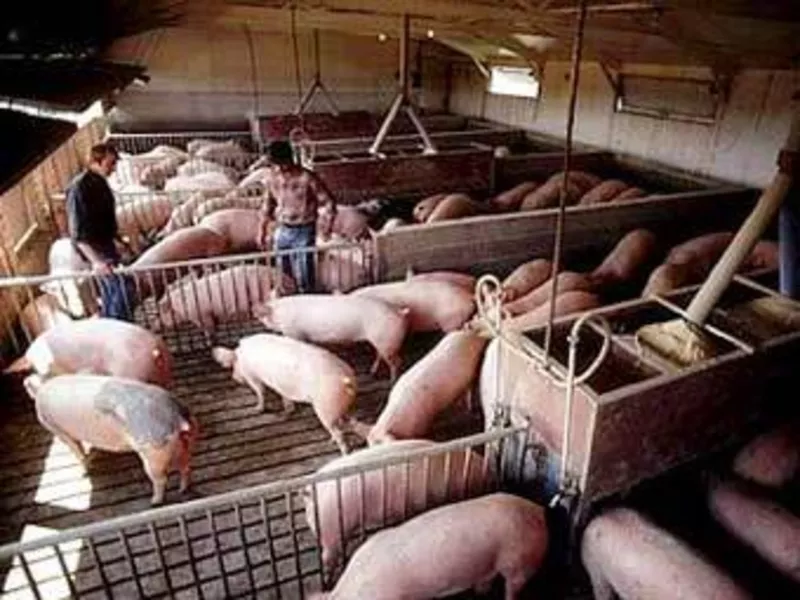 Срочно требуются работники на свинофермы. Польша