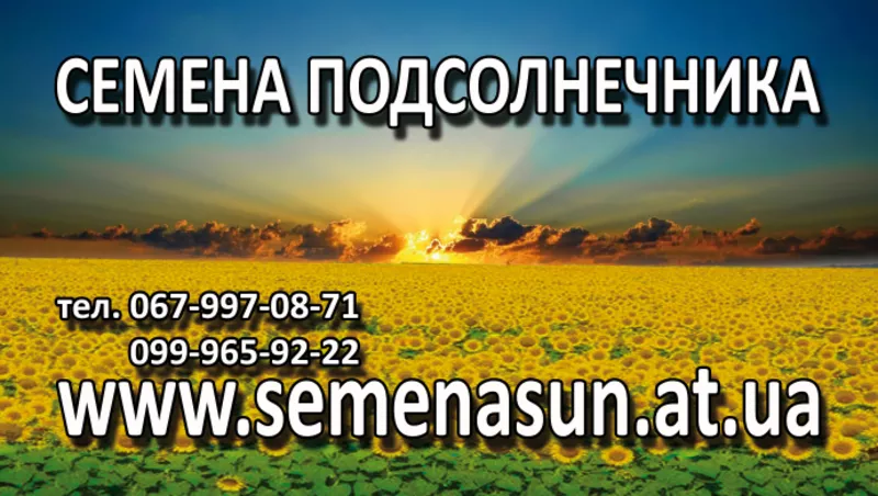 продам семена подсолнечника pioneer, syngenta 