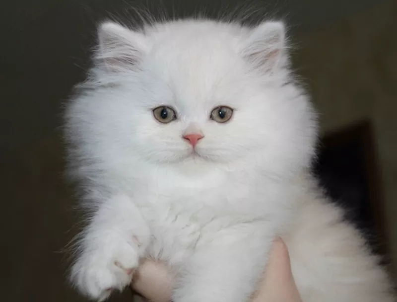 Продаютса настоящие персидские котята: Девочка и Мальчик