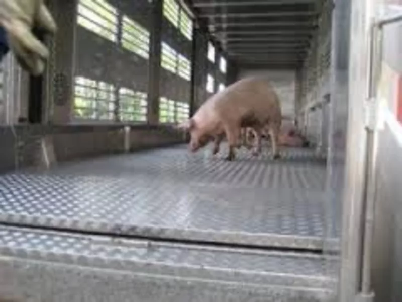 Надаемо послуги з перевезення свиней спецтранспортом
