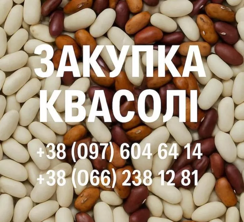 Купуємо квасолю. Заберемо своїм транспортом
