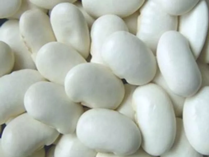  Сортова квасоля в асортименті