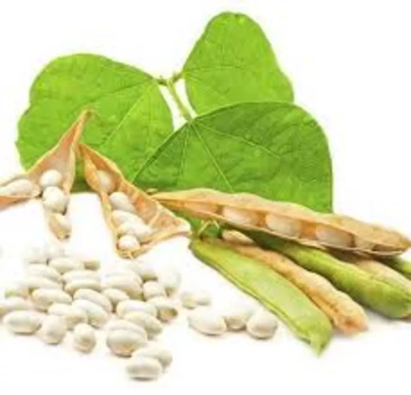 Насіння квасолі Неві Бінс,  Червона довга,  Пінто,  Червона Шапочка. 