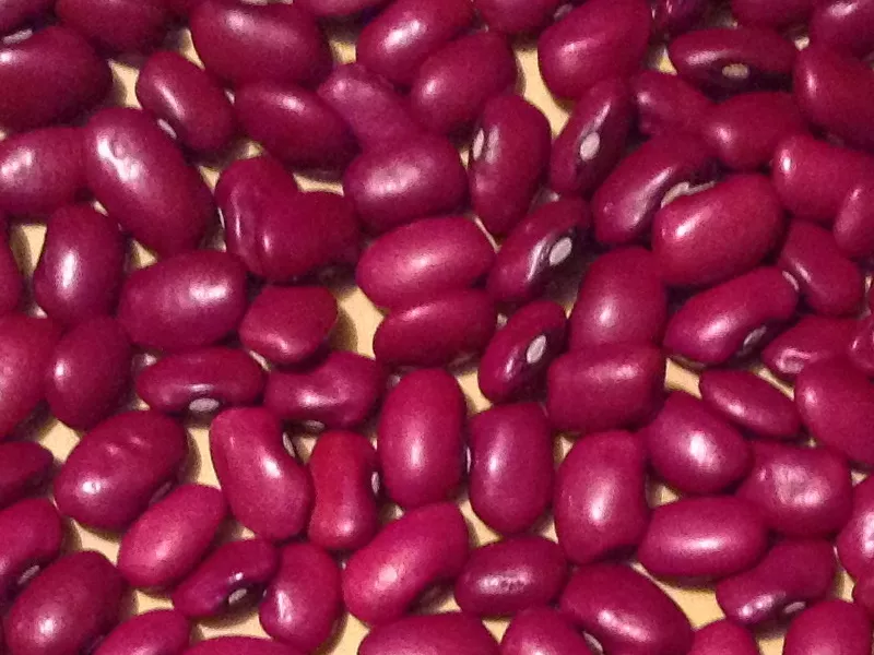 Продаємо квасолю. Доставимо власним транспортом.